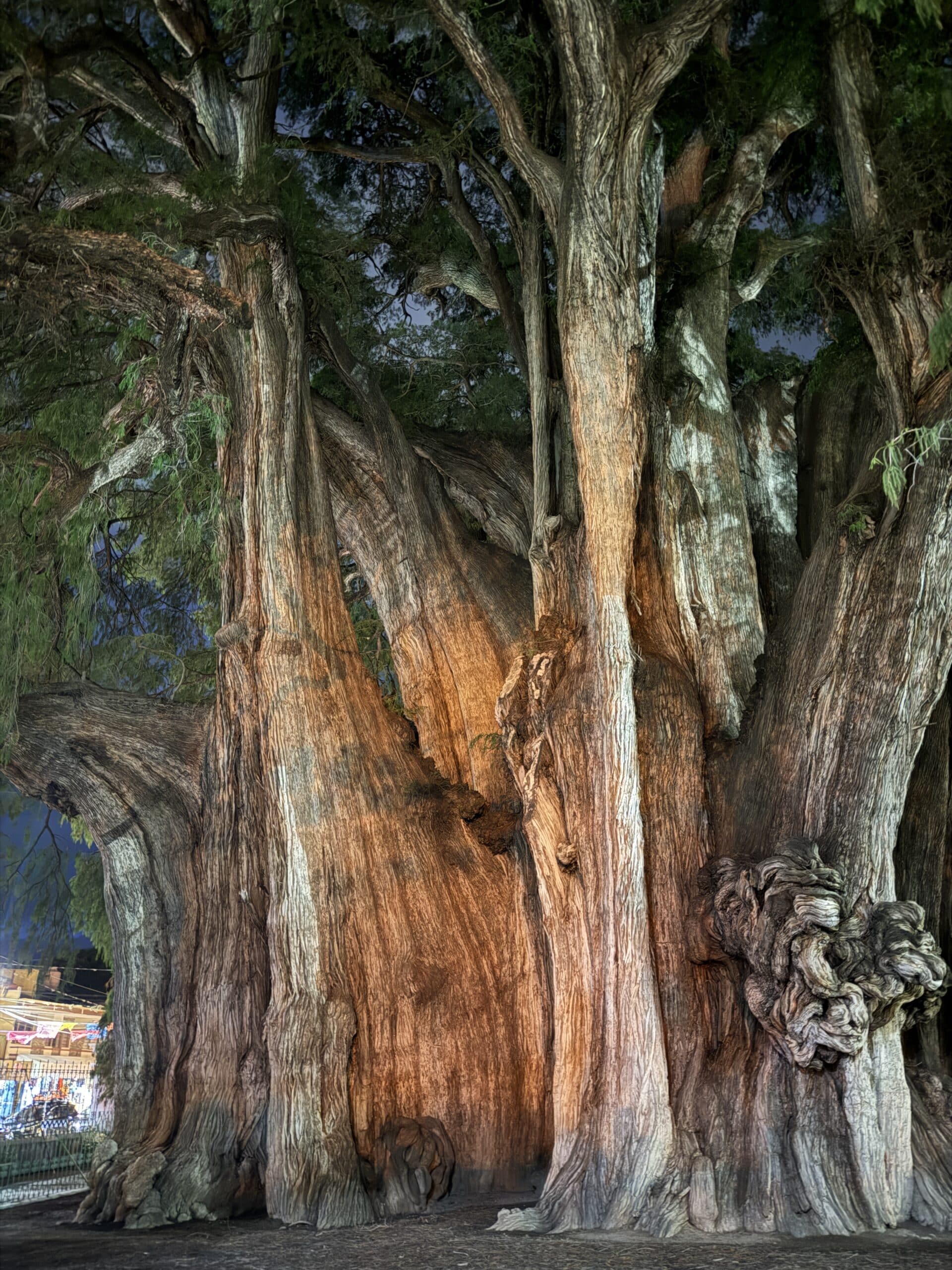 Un arbre de vie: on aperçoit des formes d’animaux!